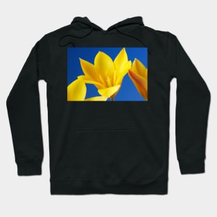 Golden lady tulip or Tulipa clusiana var. chrysantha Hoodie